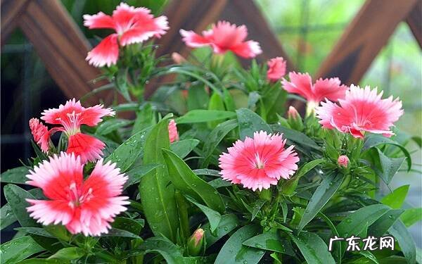 石竹怎样爆盆需要满足哪些条件