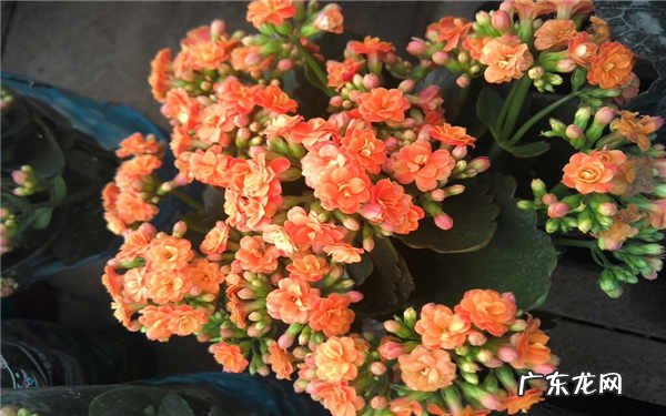 长寿花可以用松针土吗养护长寿花的方法