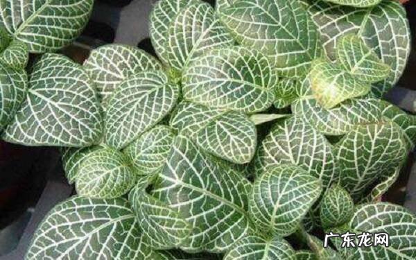网纹草冬天会死吗如何安全度过冬天
