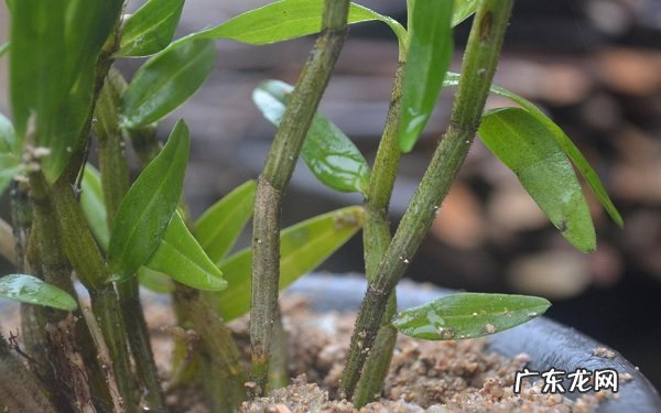 石斛冬天会冻死吗如何安全过冬