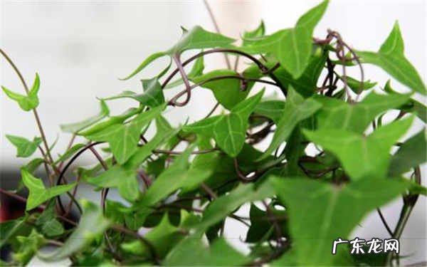 常青藤冬天扦插可以吗养护方法是什么