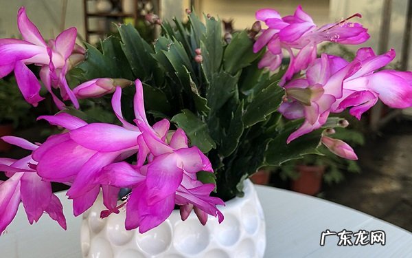 蟹爪兰冬天怎么养如何才能安全过冬