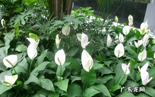 白掌冬天会死吗如何顺利过冬