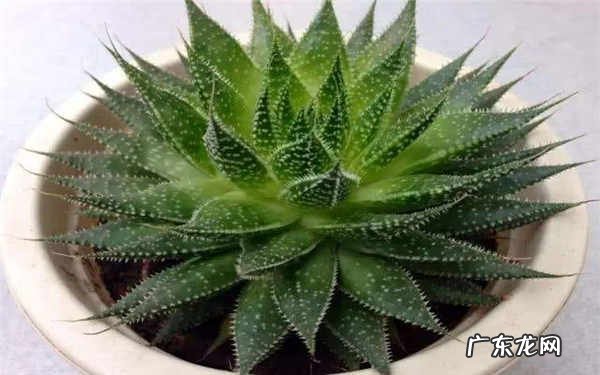 波露多久浇一次水浇水方法是什么