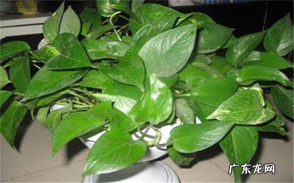 绿萝不长藤怎么办解决方法有哪些