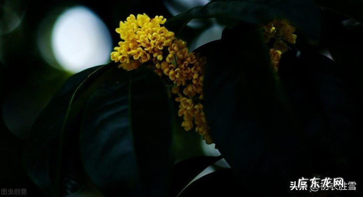 六首桂花香的诗词欣赏 形容桂花香的优美句子有哪些