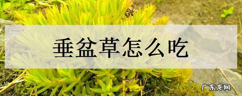 垂盆草怎么吃吃了有什么好处