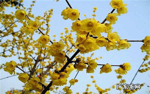 腊梅盆景冬天能换盆吗什么时候换盆好