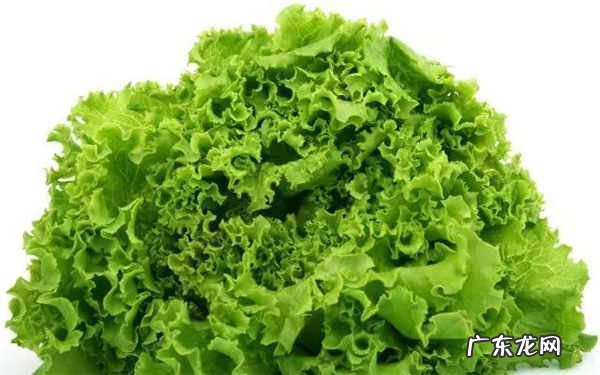 生菜冬季能不能盆栽盆栽生菜的种植方法