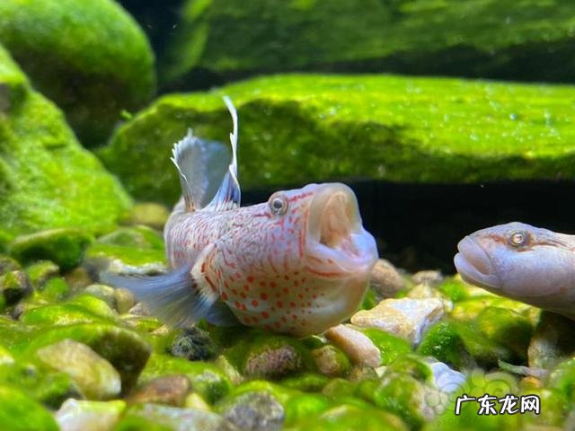 什么叫原生缸 原生缸水质