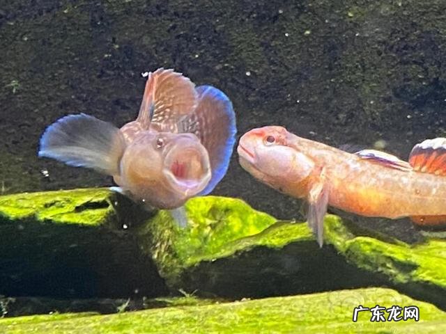 什么叫原生缸 原生缸水质