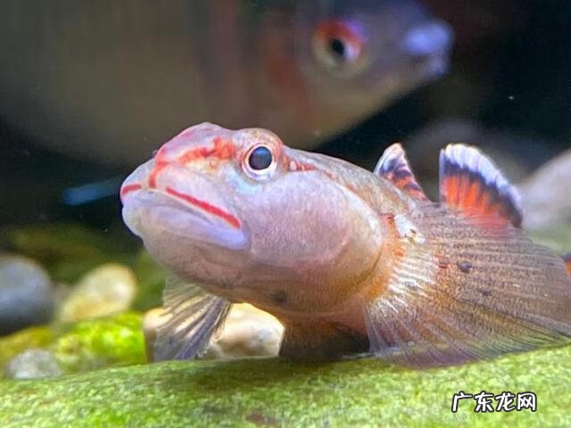 什么叫原生缸 原生缸水质