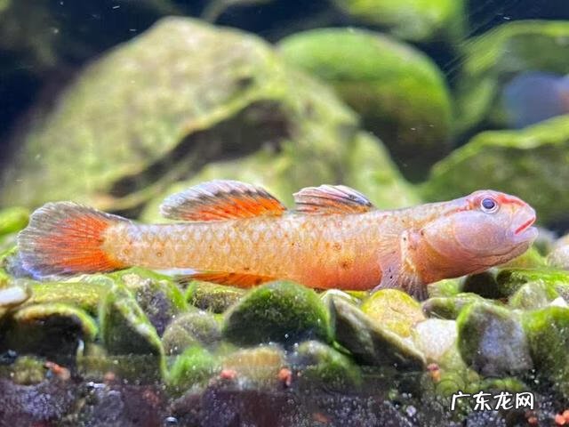 什么叫原生缸 原生缸水质