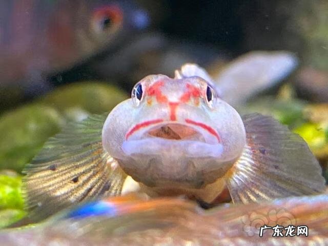 什么叫原生缸 原生缸水质