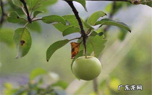 西府海棠果能吃吗有没有毒