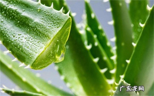 芦荟怎么种植养殖心得有哪些