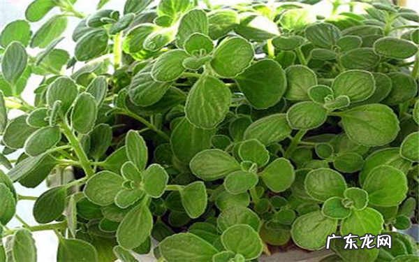 碰碰香的养殖方法是什么注意事项有哪些