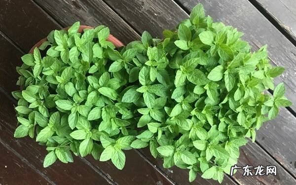 薄荷怎么养才能长得好养护方法有哪些