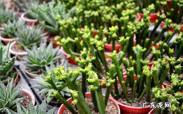 多肉植物怎么种植有什么窍门