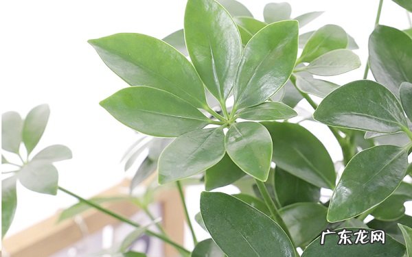 鸭脚木泡水生根法怎么做才能生根