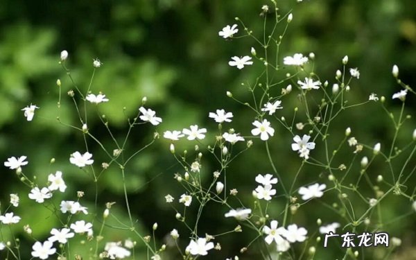 如何种植满天星教你种出满天星的方法