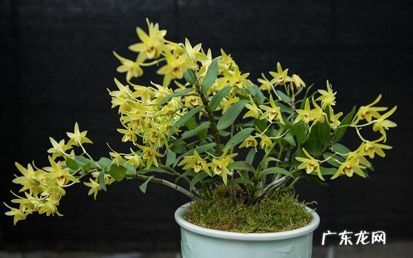 铁皮石斛怎么养长的快养好需要满足什么条件