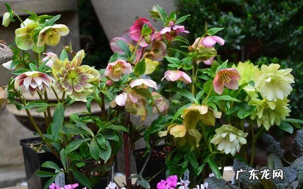 冬季养花的小技巧有哪些