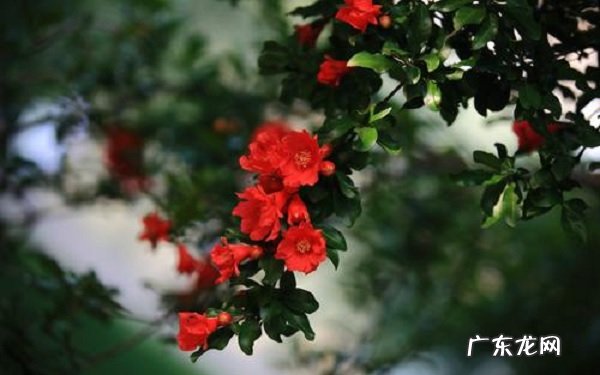 盆栽石榴花冬季掉叶子怎么办