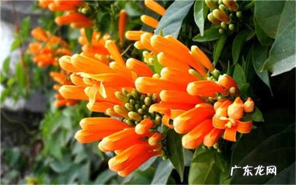 炮仗花的冬天养殖禁忌冬天怎么养炮仗花好