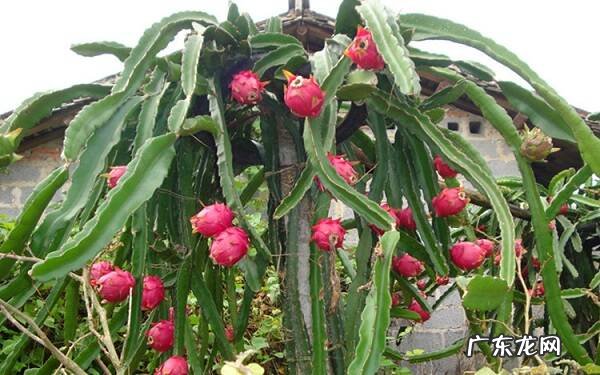 火龙果盆栽怎么种怎么在家种火龙果