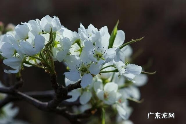 最佳风水格局 最吉利的风水格局图解
