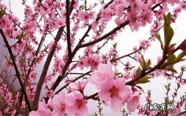 桃花什么时候开花花期是什么时候