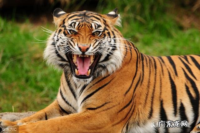 犀牛望月风水 犀牛望月风水图形