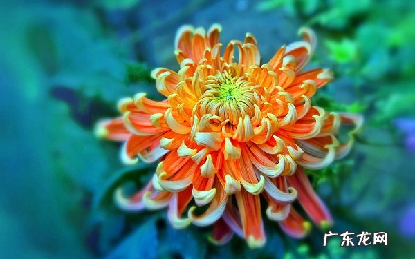 盆栽菊花冬天怎么养如何让菊花过冬