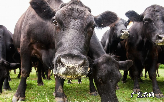 意大利发起慢吃文化,可不仅仅是慢点吃哦!