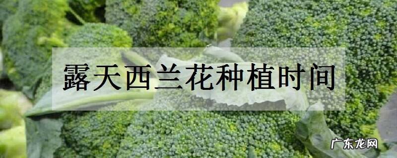 露天西兰花种植时间什么时候种最好
