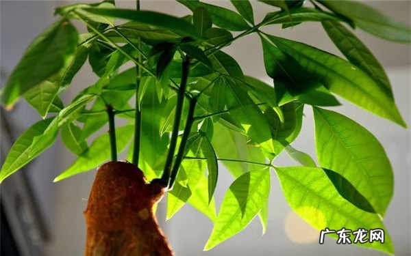 发财树冬天怎么养注意事项有哪些