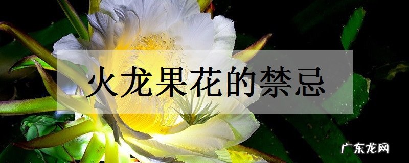火龙果花的禁忌有哪些功效