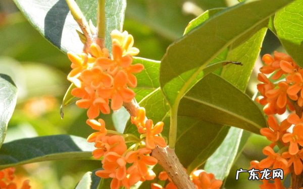 月桂怎么养才月月开花养护月桂的方法