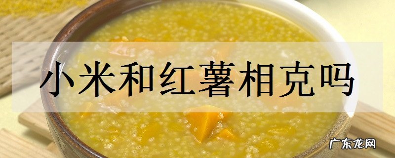 小米和红薯相克吗
