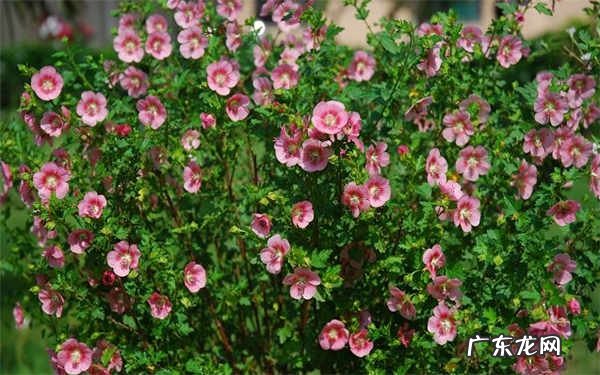 木槿种植诀窍怎么种植木槿花