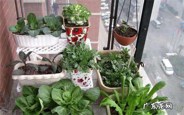 冬季阳台养花怎样保温方法是什么