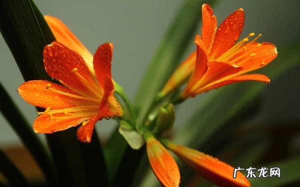 君子兰浇啤酒的好处有哪些应该怎么浇