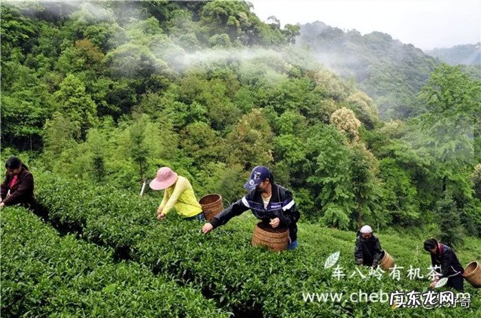 比较好喝的绿茶品牌盘点 绿茶排名前十名品牌一览