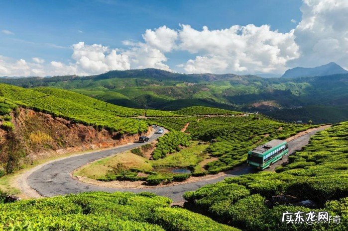 比较好喝的绿茶品牌盘点 绿茶排名前十名品牌一览