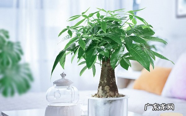 发财树怎么浇水什么时候浇水最科学