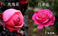 玫瑰和月季的区别有哪些要怎么分辨
