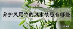 养护凤尾竹的风水禁忌有哪些