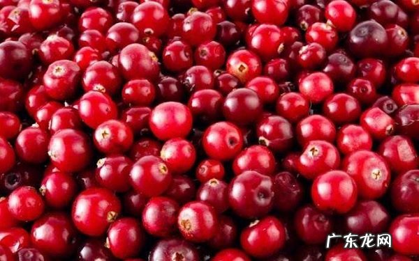 蔓越莓哪些人不能吃5类人应远离蔓越莓