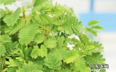 含羞草怎么养需要注意哪些因素